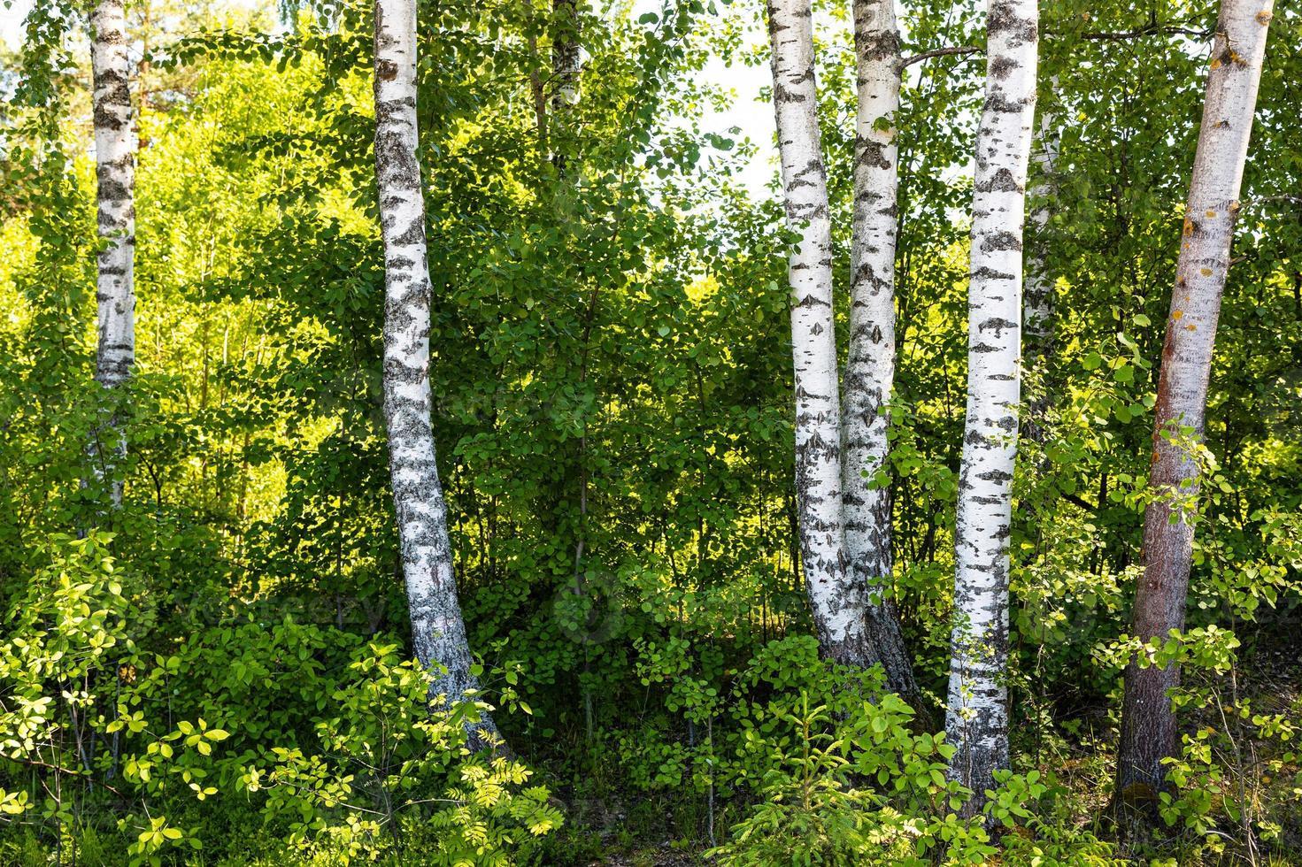 bosquet de bouleaux en bordure de forêt en été photo