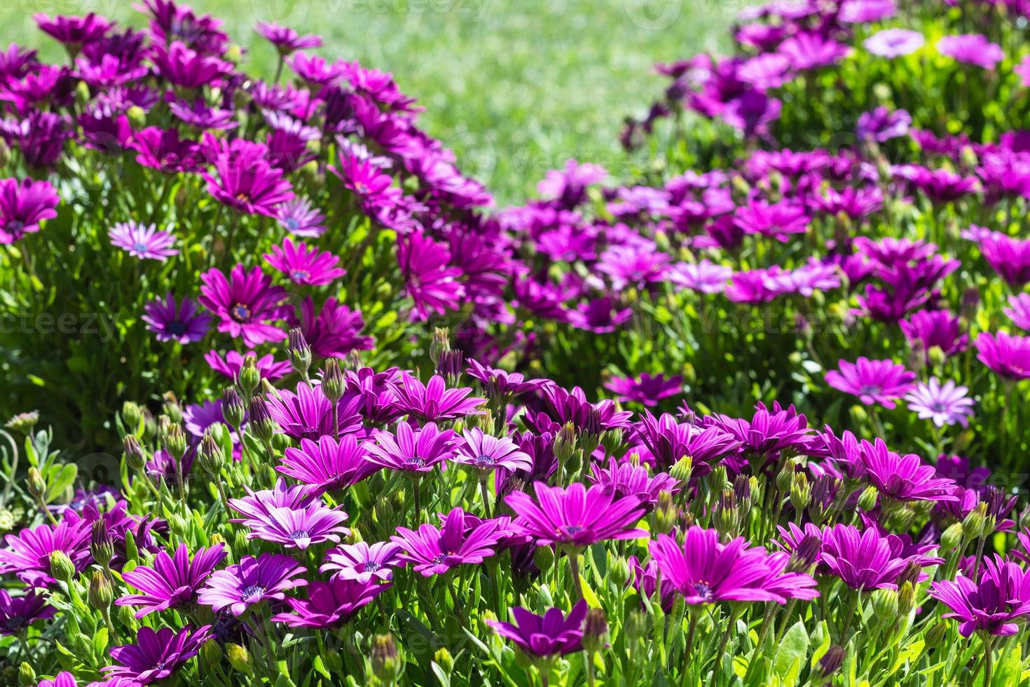 Beaucoup de fleurs de bellis sur le pré au printemps photo