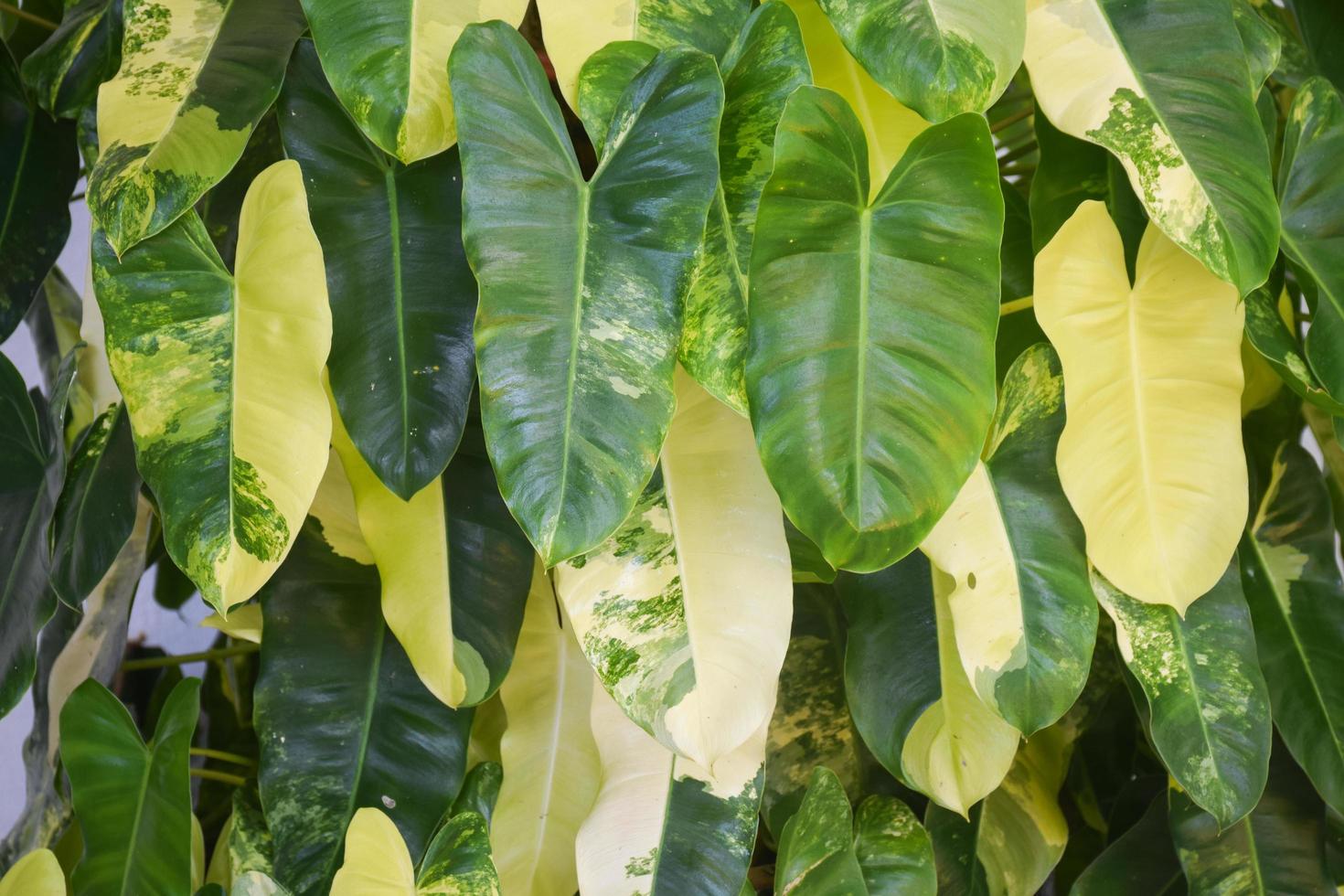 plante de philodendron. concept de décoration de plante d'intérieur. photo