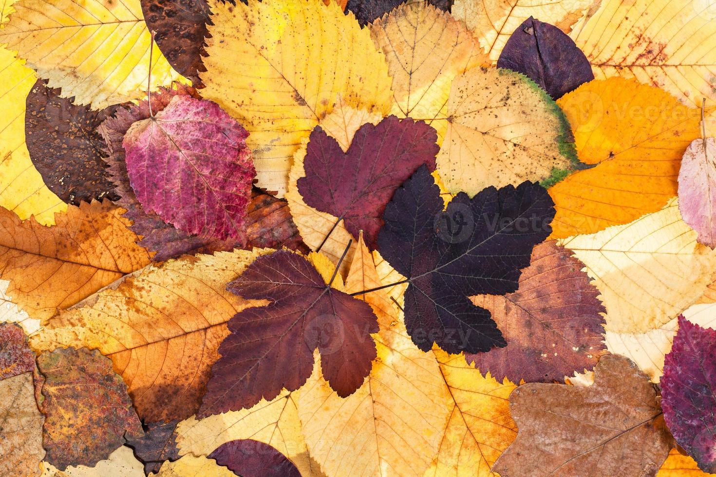 vue de dessus des feuilles tombées d'automne naturel photo