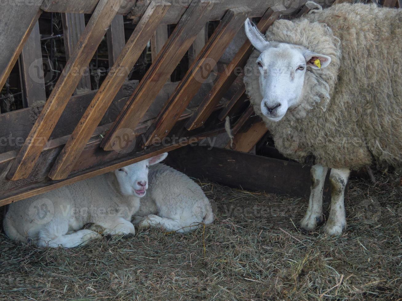 moutons en westphalie photo