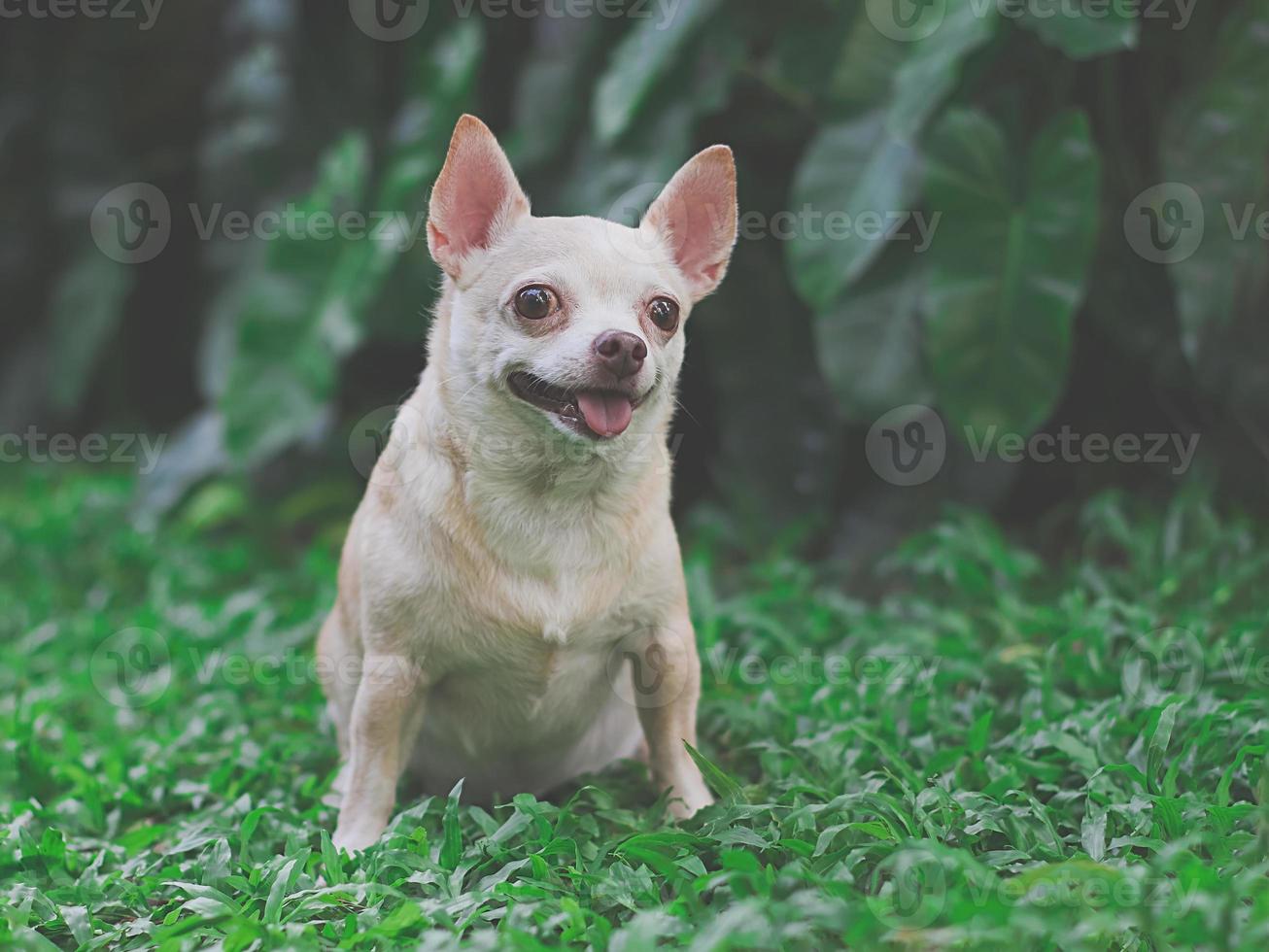 mignon chien chihuahua brun à cheveux courts assis sur l'herbe verte dans  le jardin avec accessoires de voyage, sac à dos et casque. voyager avec le  concept animal. 24924556 Photo de stock