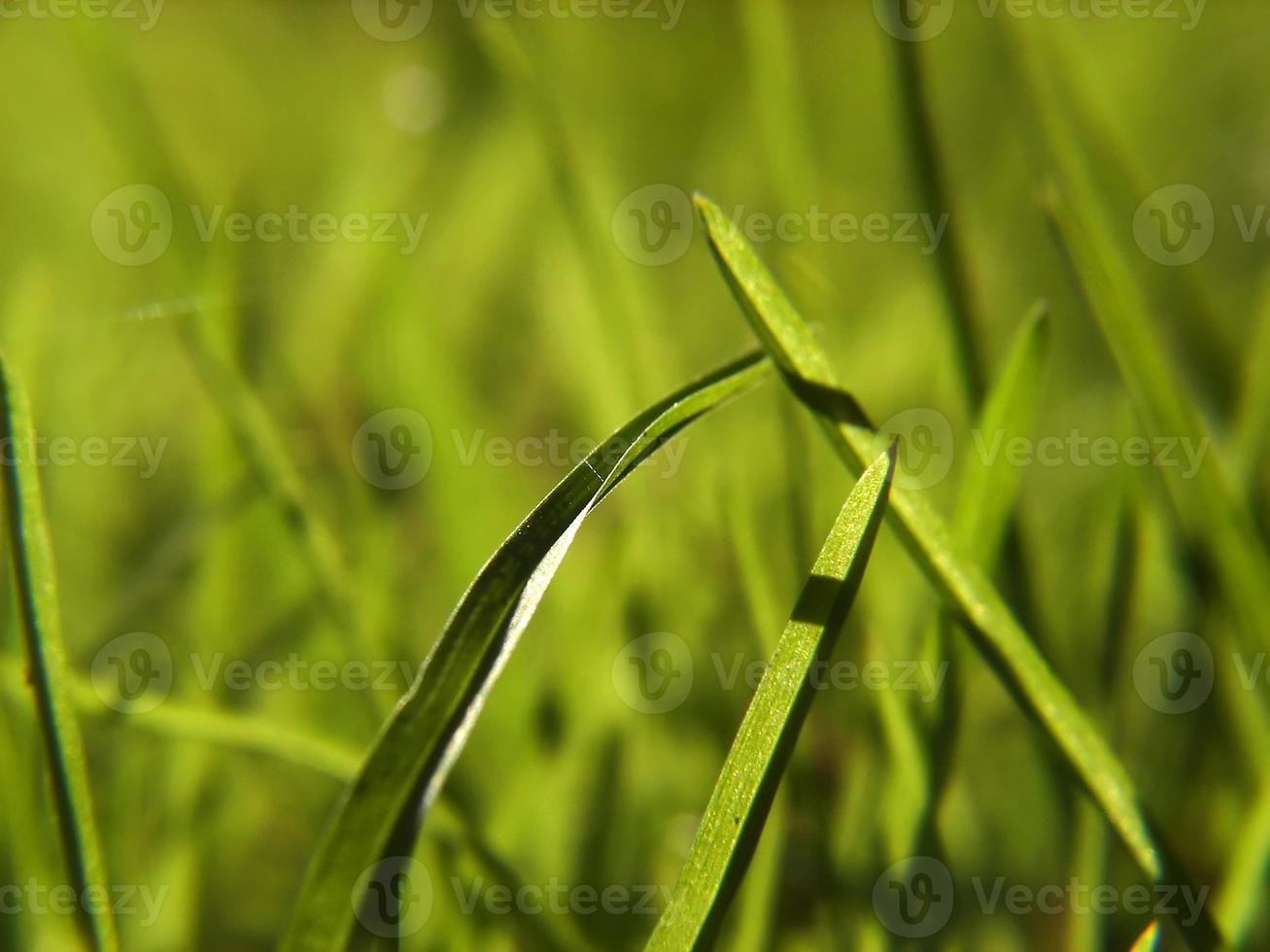 fond d'herbe verte photo