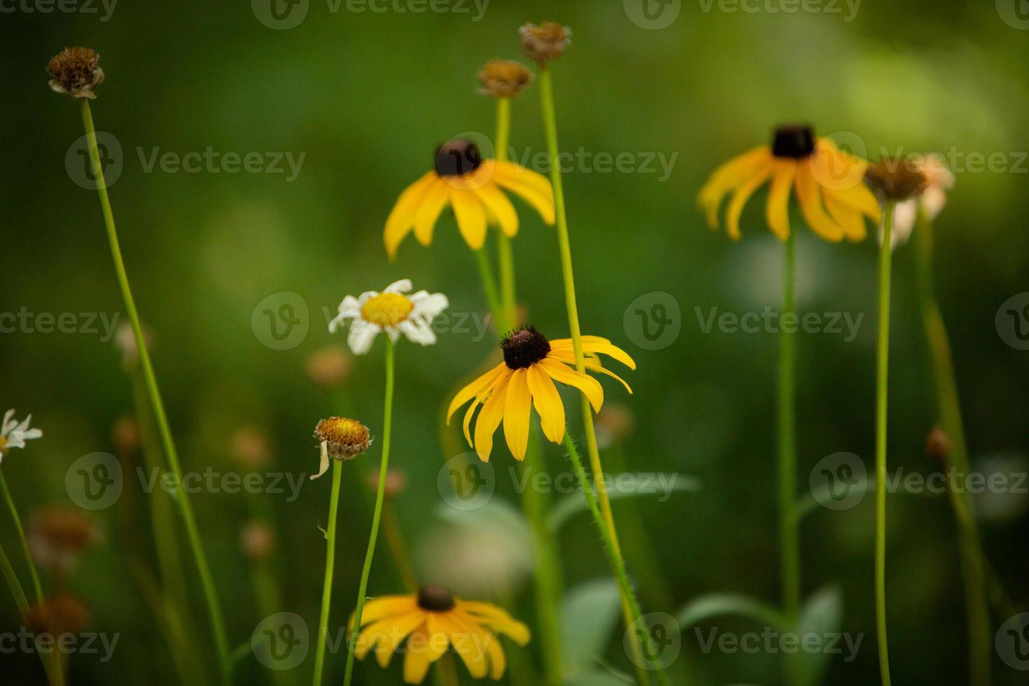 marguerites de fleurs sauvages du nebraska photo