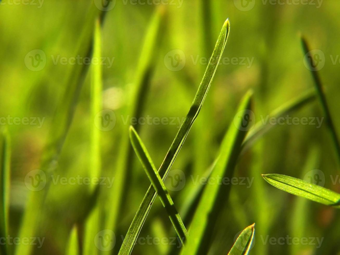 fond d'herbe verte photo