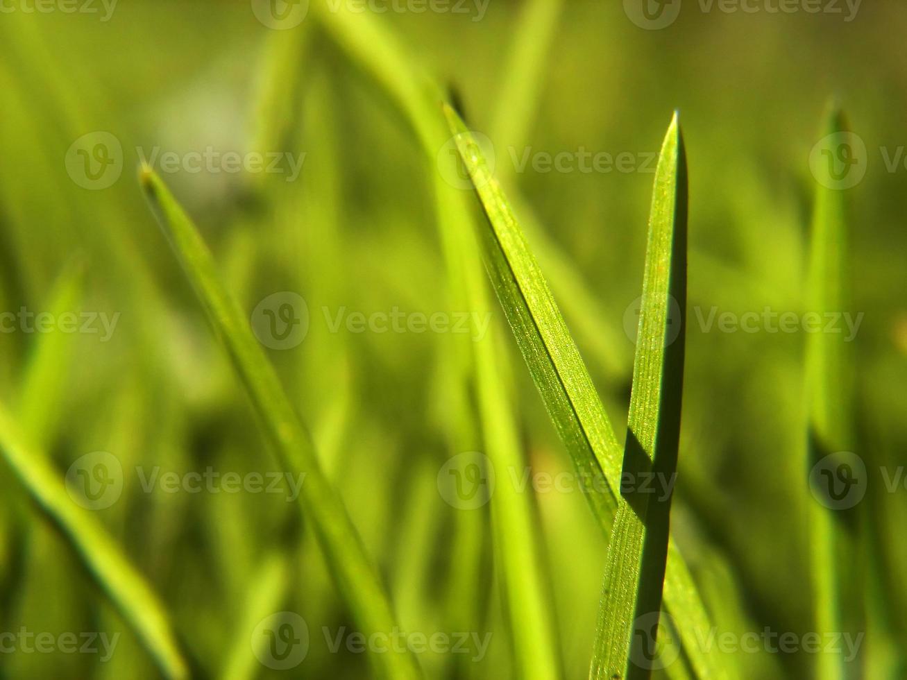 fond d'herbe verte photo