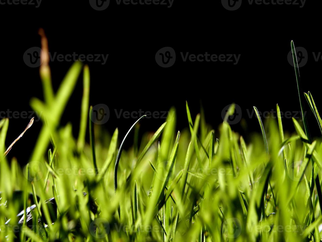 fond d'herbe verte photo