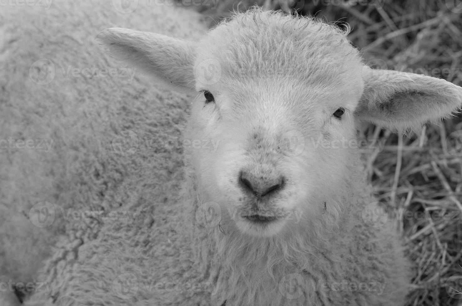 moutons à l'heure d'hiver photo