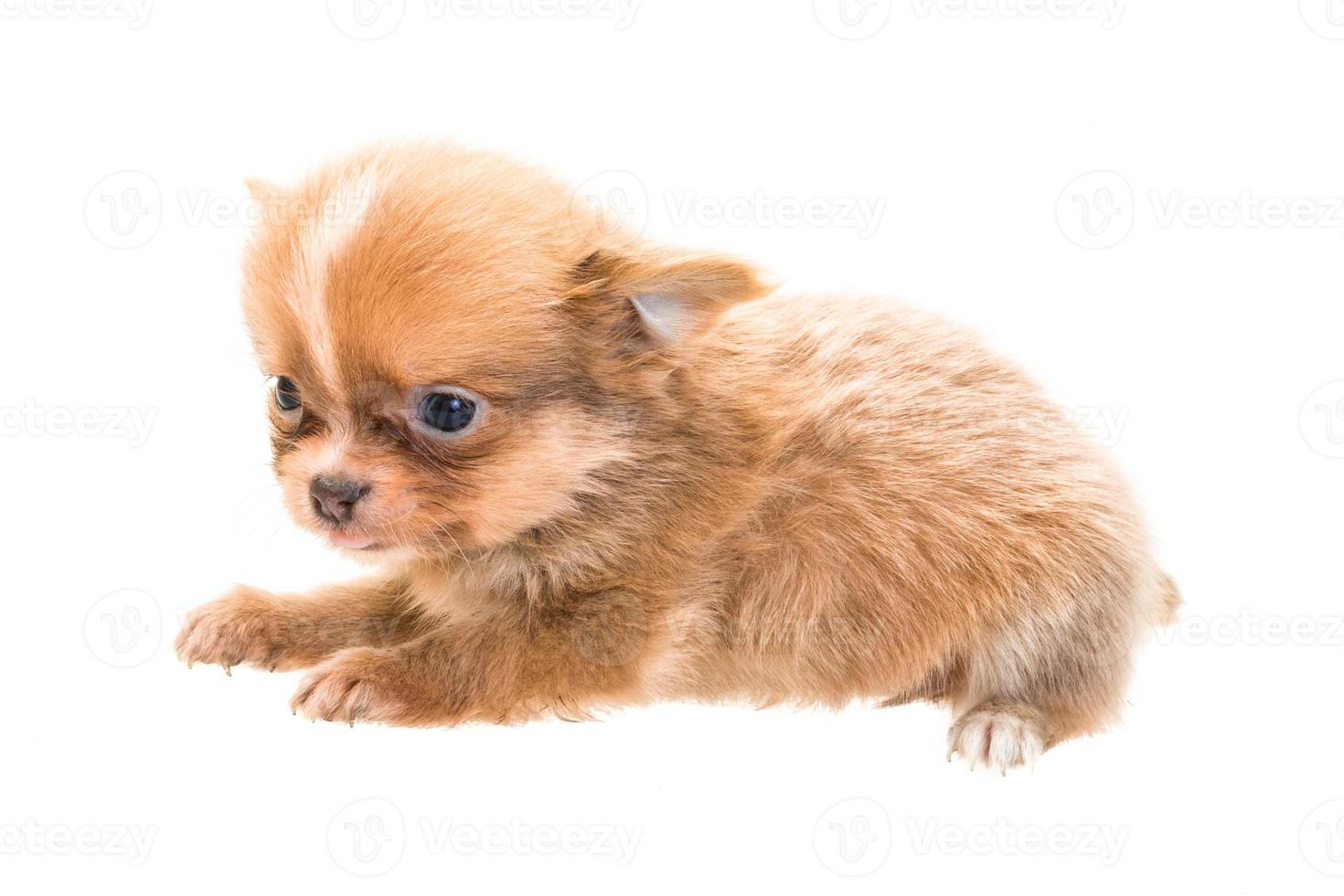 Chiot chihuahua sur fond blanc photo