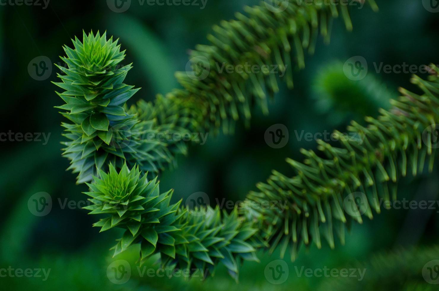 fleurs dans le jardin photo