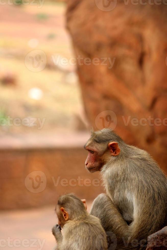 singe macaque bonnet avec bébé dans le fort de badami. photo