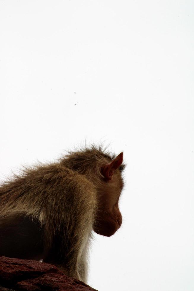 singe macaque bonnet dans le fort de badami. photo
