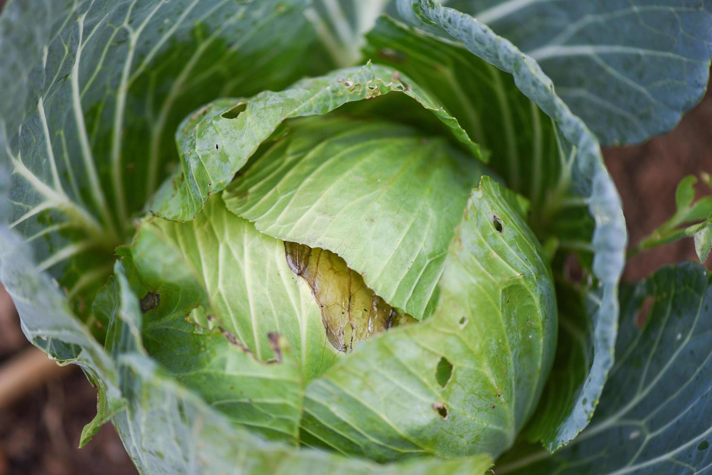 chou pourri et endommagé par les insectes nuisibles - culture de légumes biologiques et industrie agricole concept d'aliments propres non toxiques photo