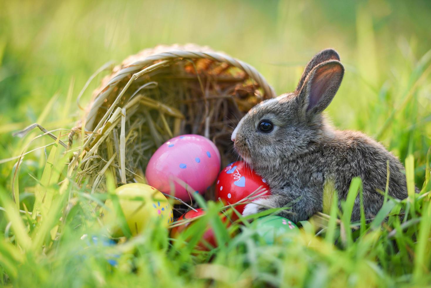 panier de lapin de pâques avec lapin brun et oeufs de pâques colorés sur le pré sur fond d'herbe verte de printemps décoré en plein air pour le festival le jour de pâques - lapin mignon sur la nature photo
