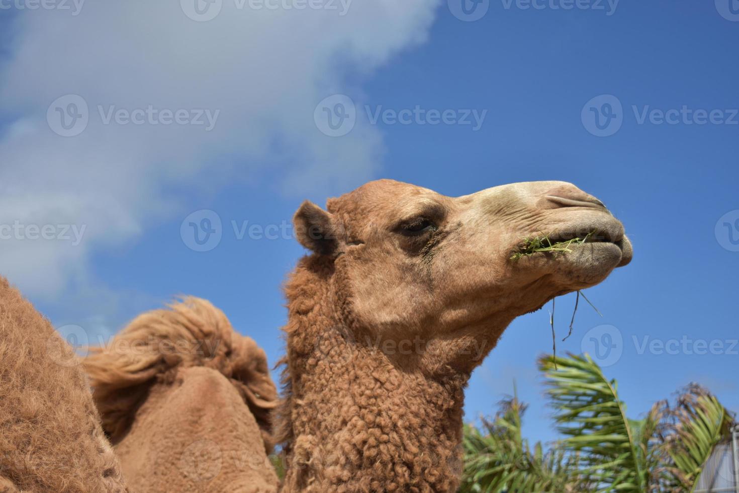 journée ensoleillée avec un chameau mâchant du foin photo