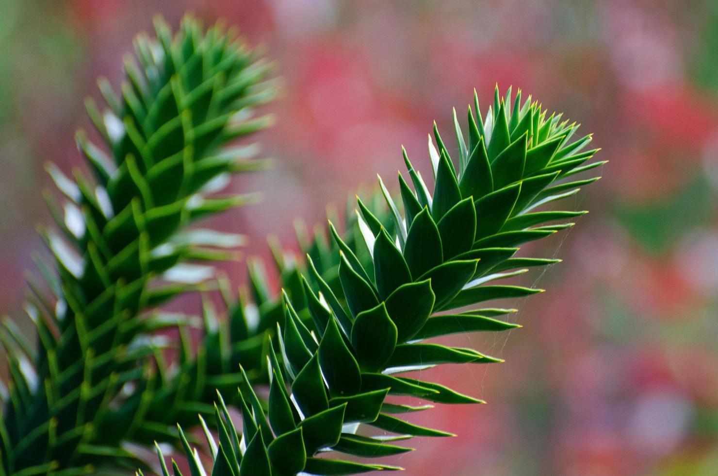 heure d'été dans le jardin photo