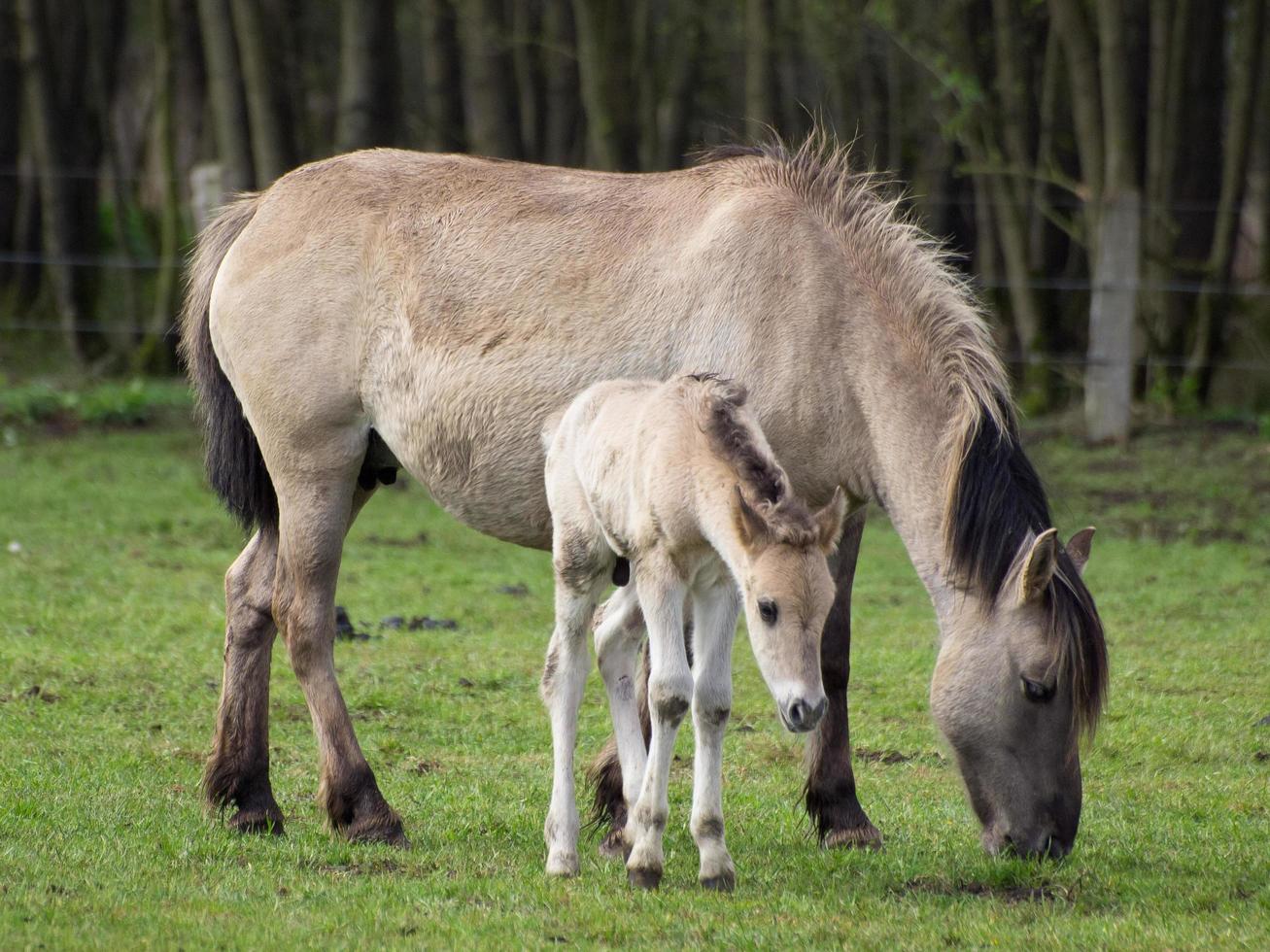 large troupeau de chevaux en allemagne photo