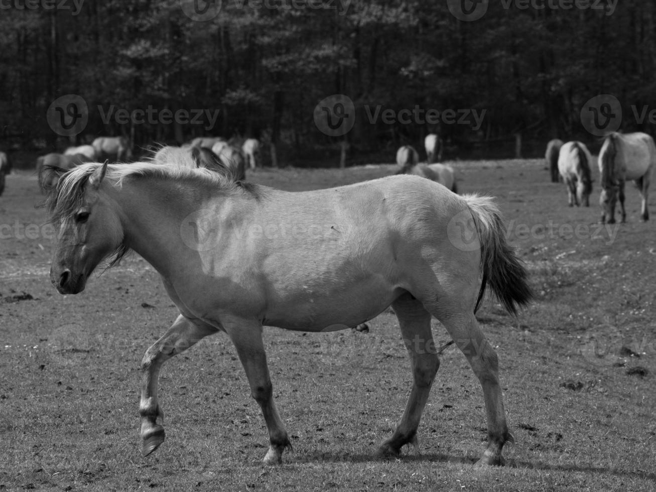 chevaux sauvages en westphalie photo