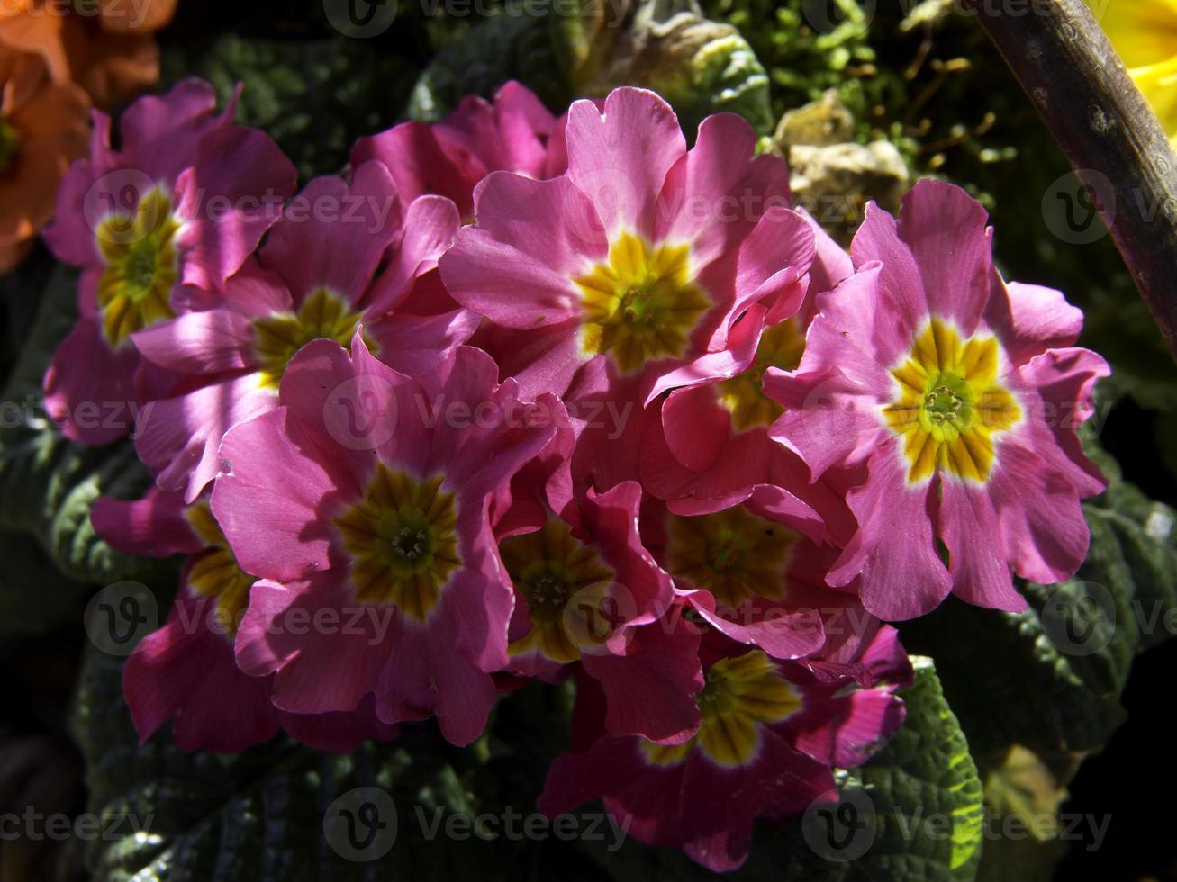 belles fleurs dans le jardin photo