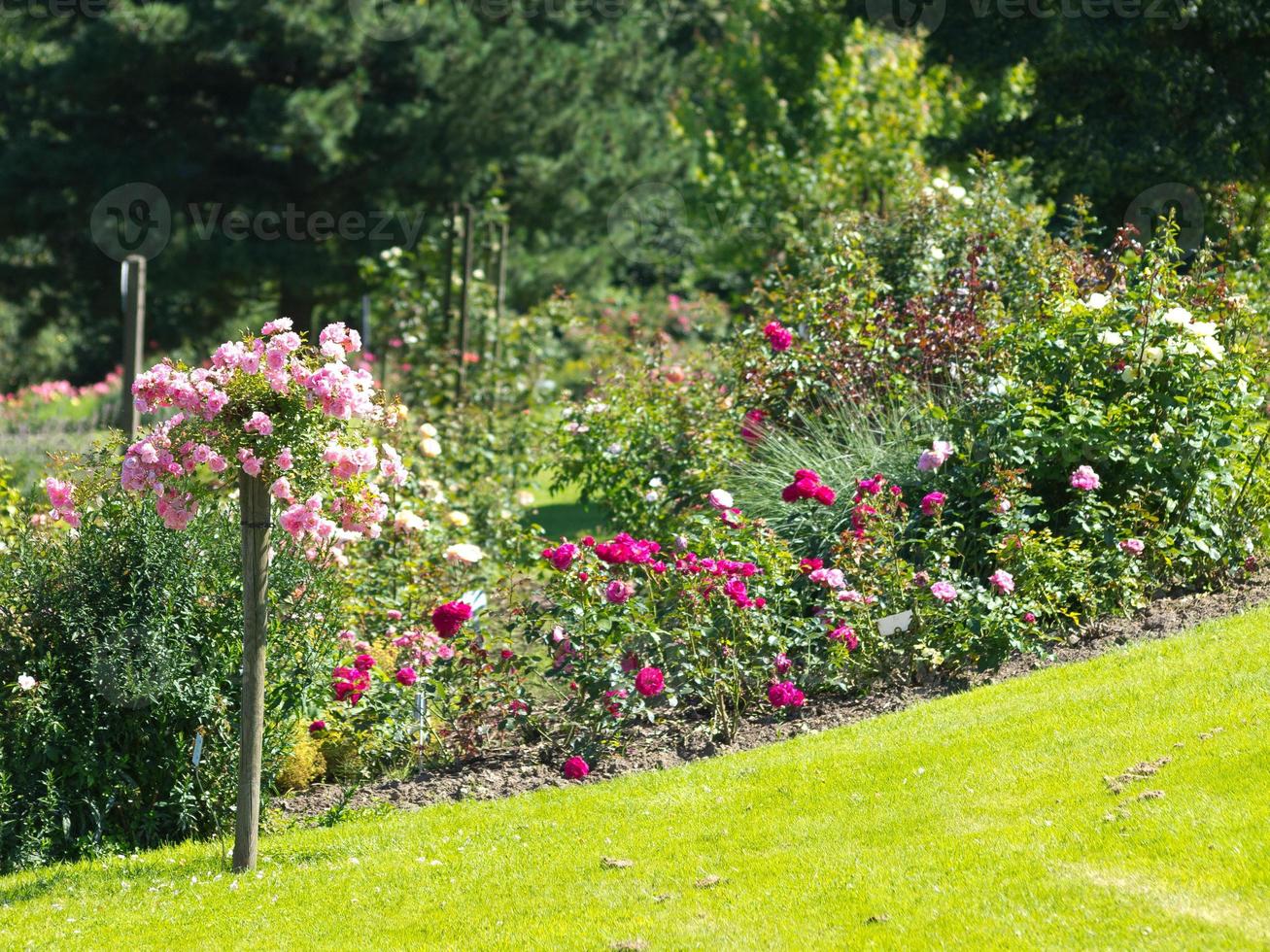 fleurs dans le jardin photo