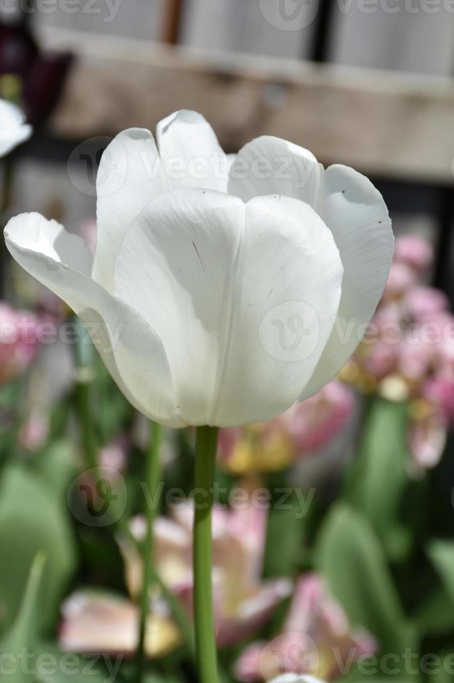 fleur de tulipe blanche en fleurs unique dans un jardin 10903145 Banque de  photos