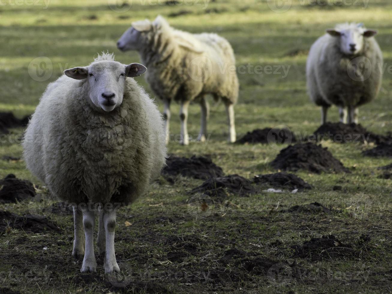 agneaux et moutons en westphalie photo