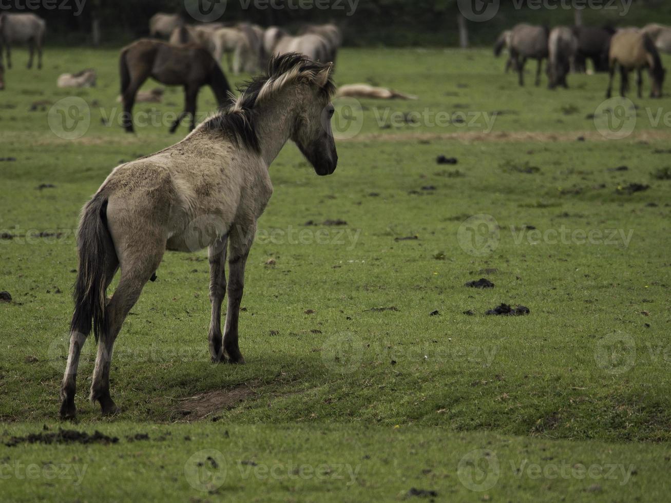 chevaux sauvages en westphalie photo