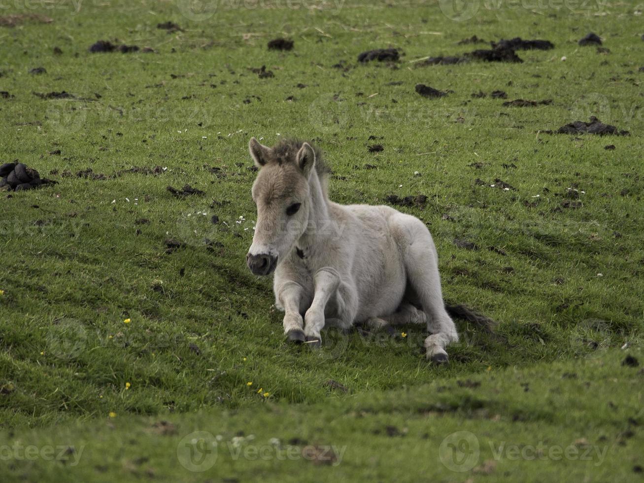 chevaux sauvages en westphalie photo