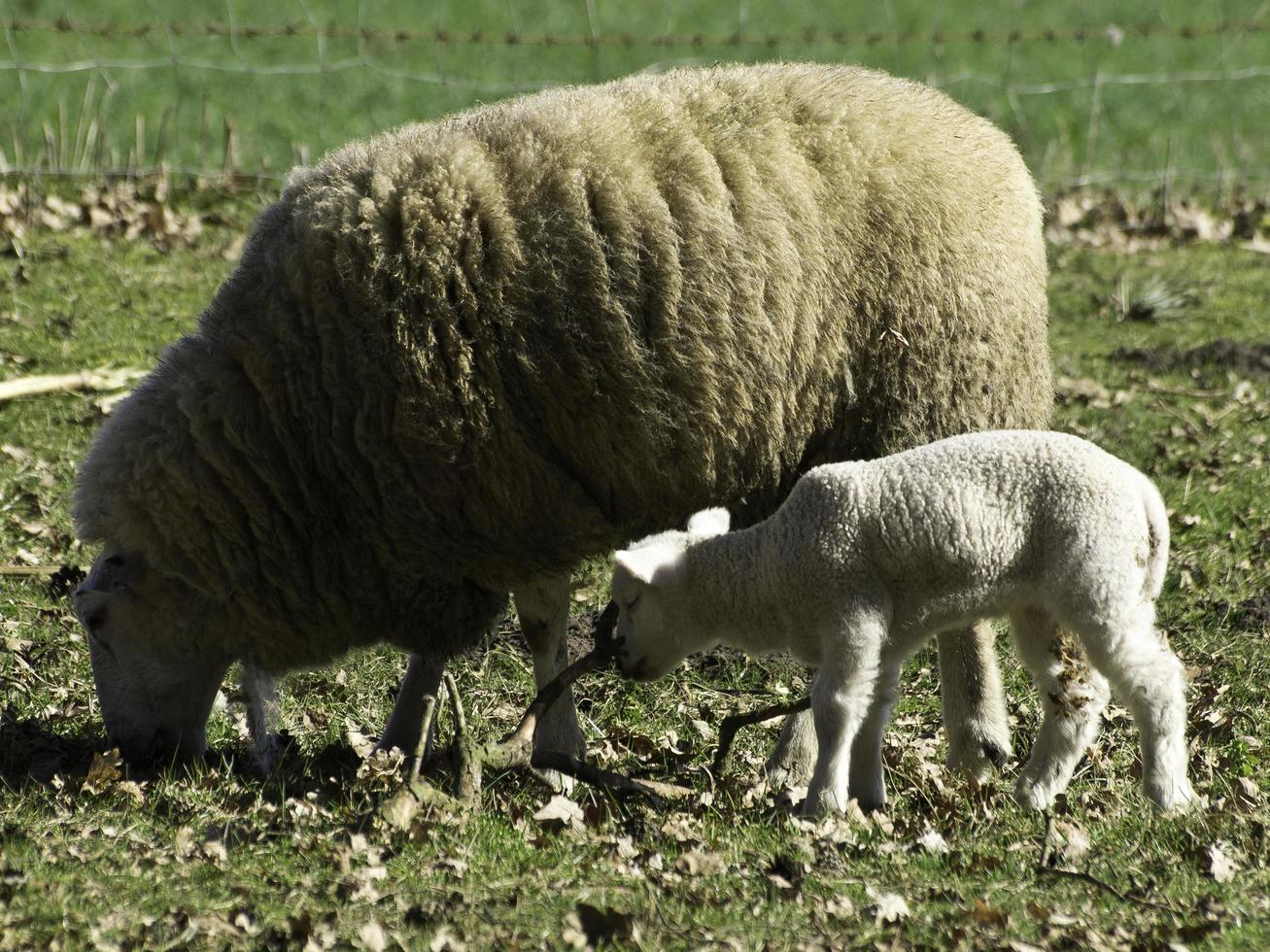 moutons sur un champ en westphalie photo