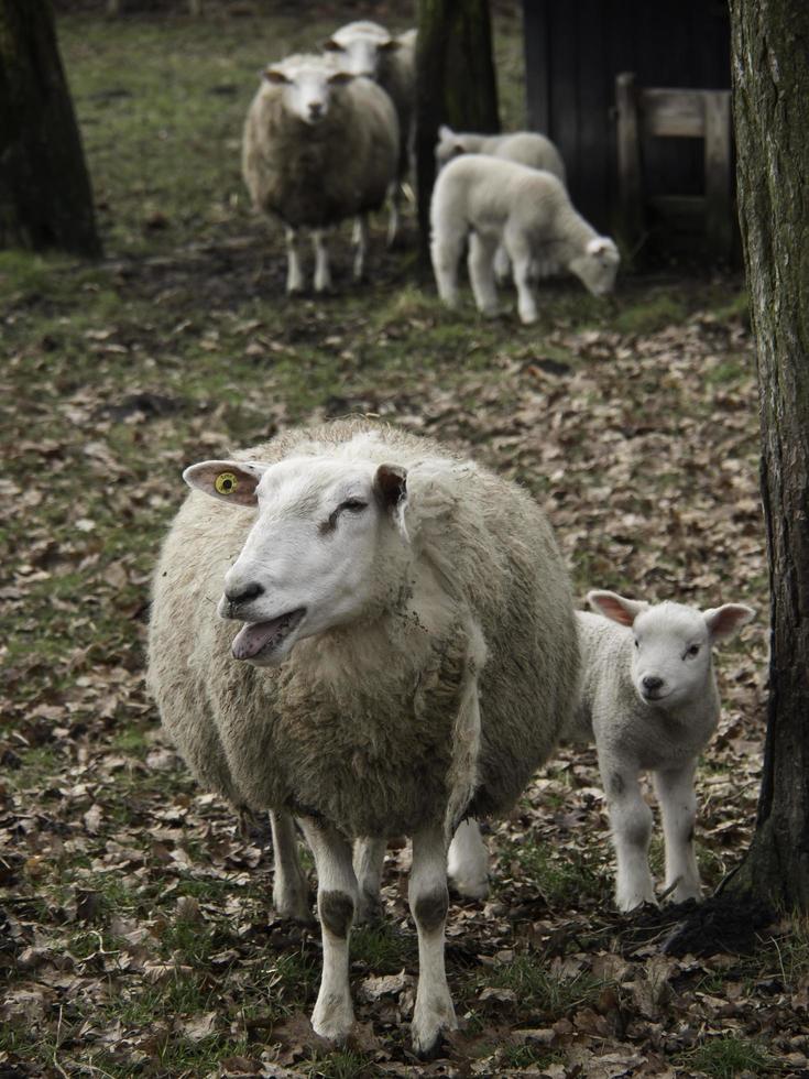 moutons sur un champ en westphalie photo