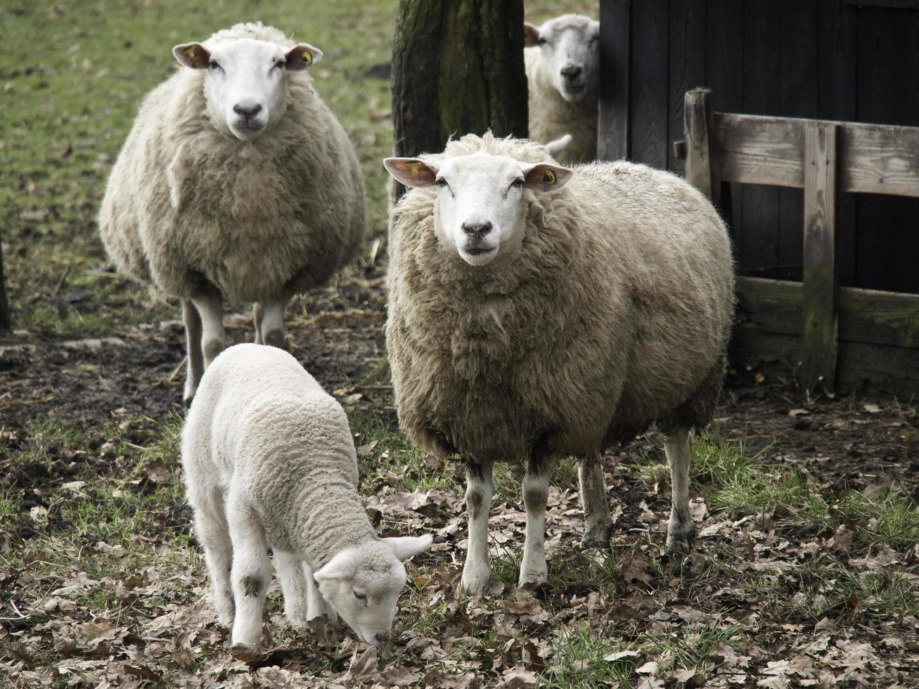 moutons sur un champ en westphalie photo