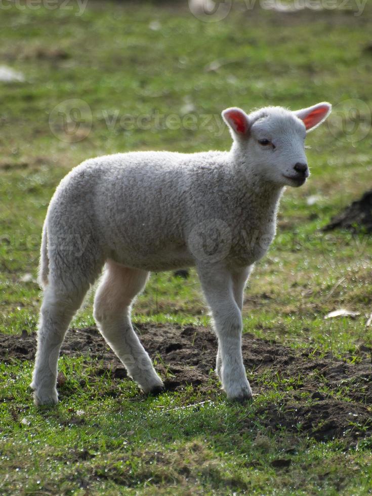 moutons dans le muensterland allemand photo