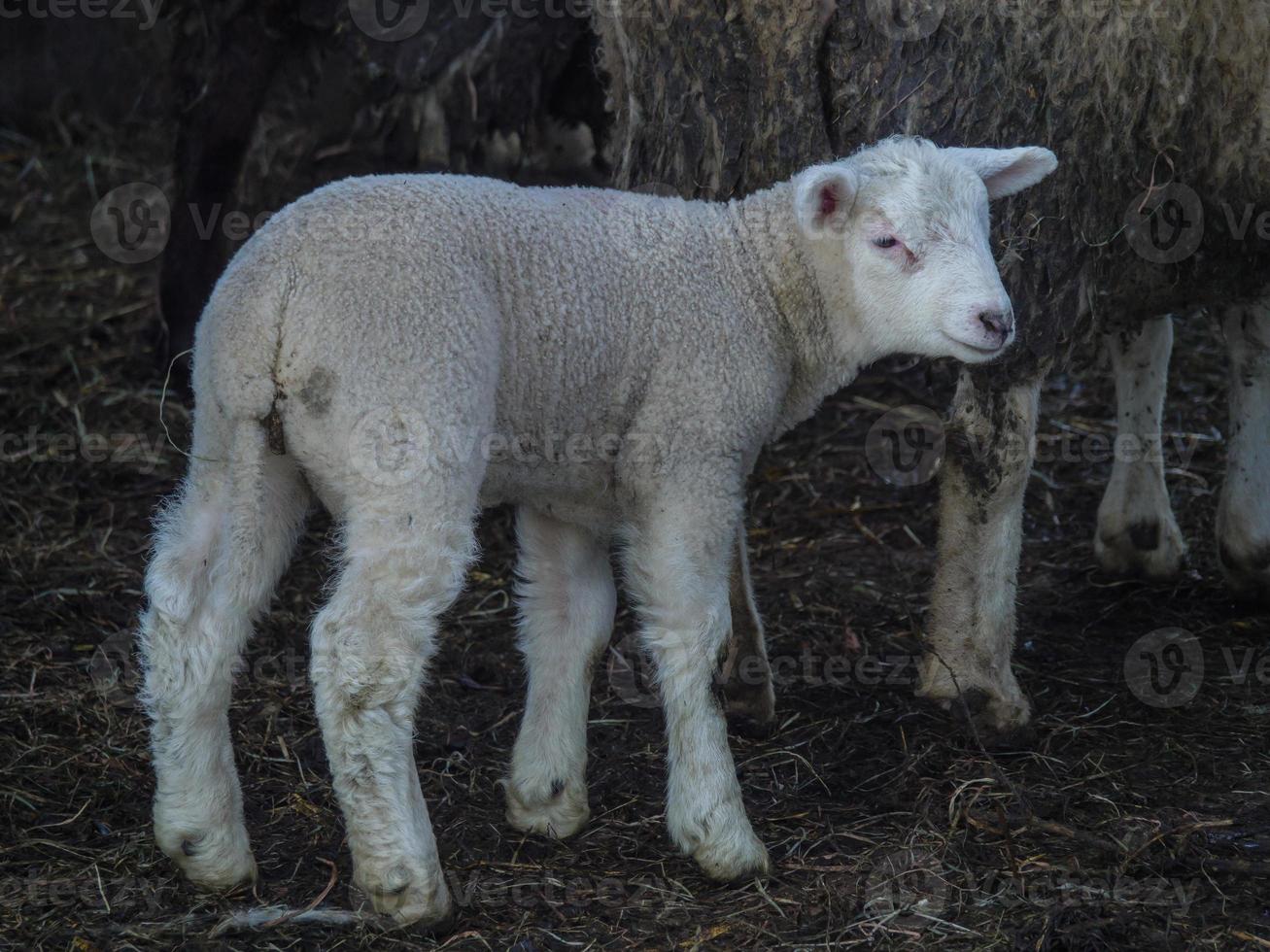 moutons en westphalie photo