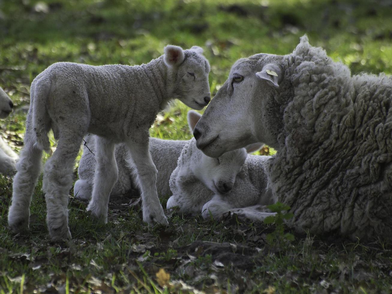 moutons sur un champ en westphalie photo