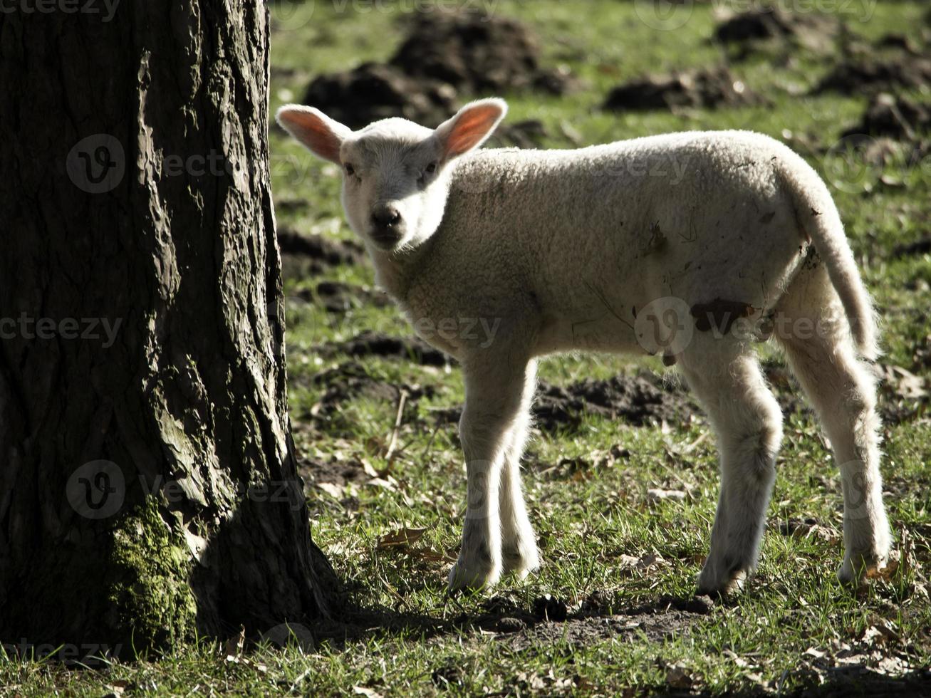 moutons sur un pré en westphalie photo