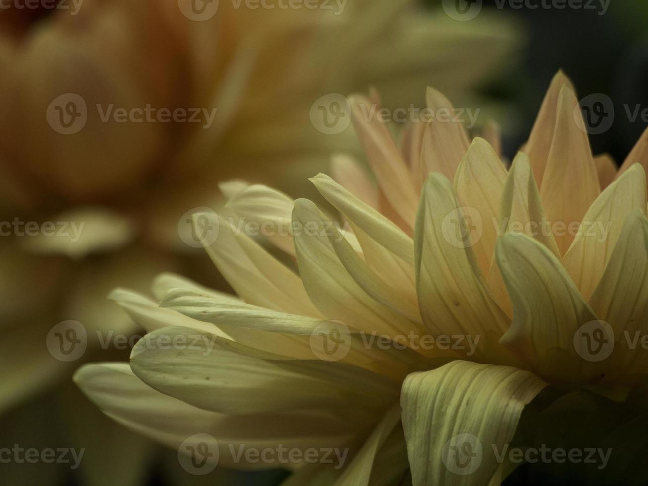 belles fleurs dans le jardin photo