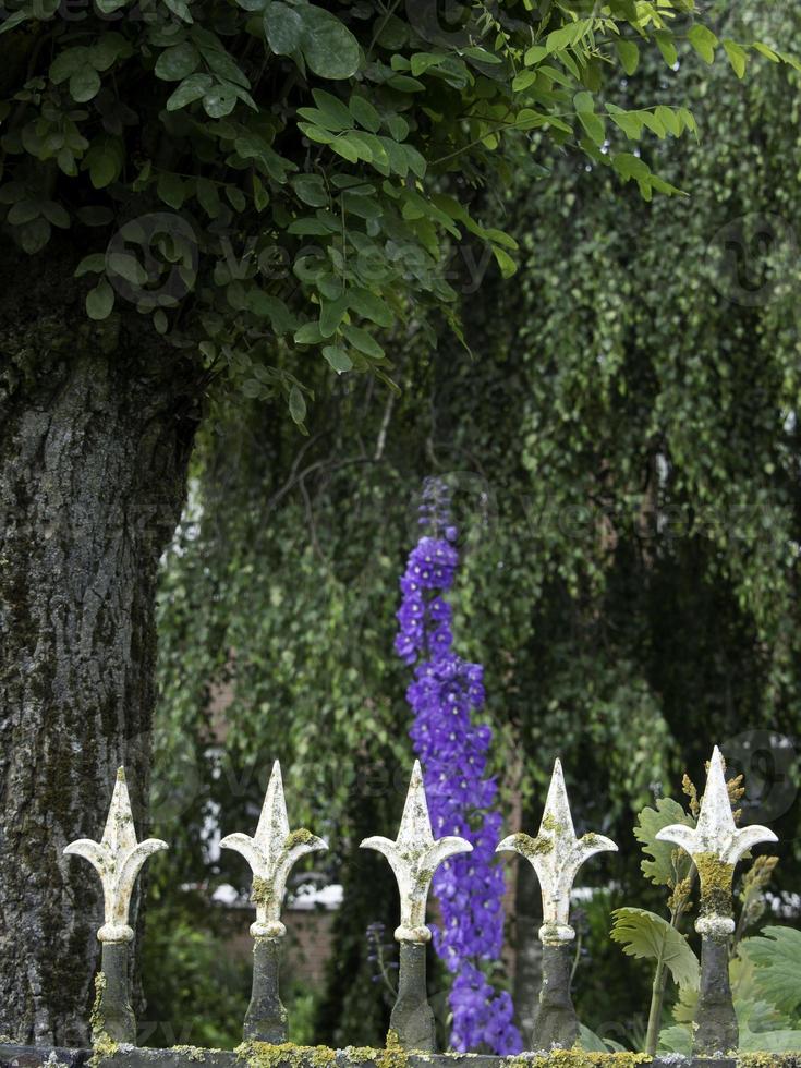 fleurs saignantes dans le jardin photo