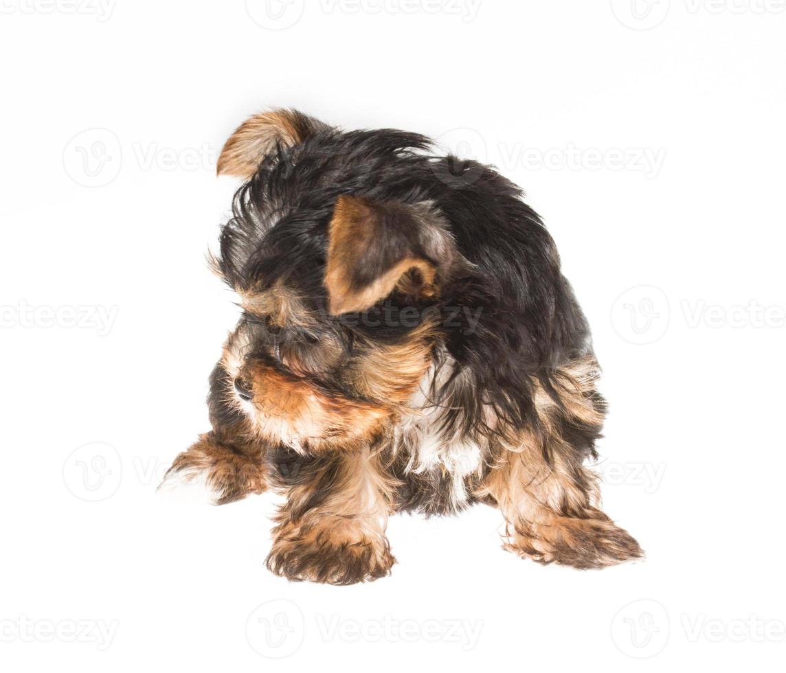 chiot yorkshire terrier sur fond blanc photo