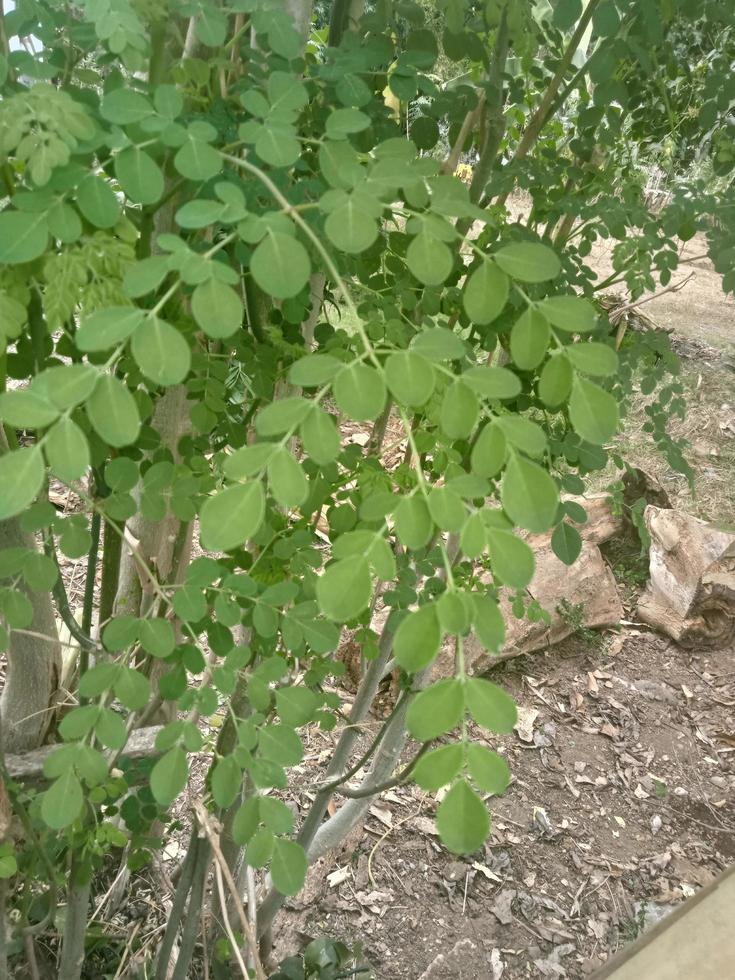 feuilles de moringa vert photo