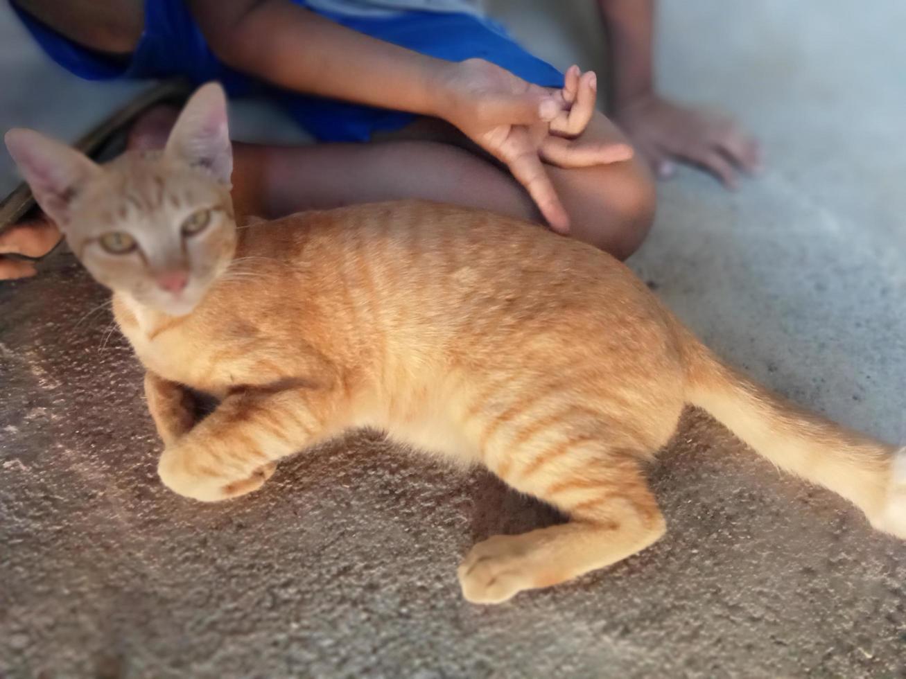 le chat est couché avec l'enfant derrière photo