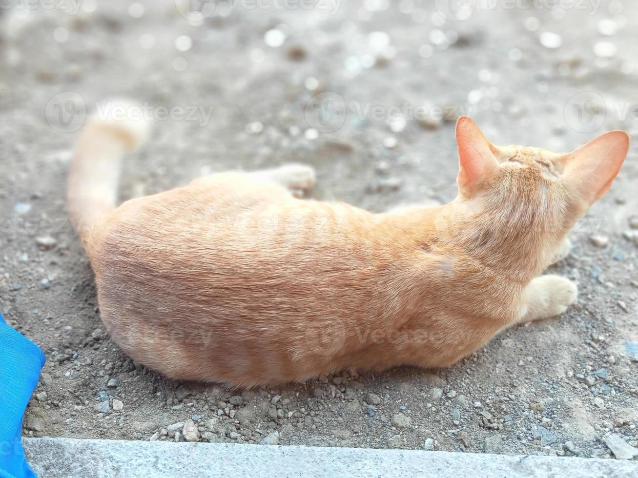 le chat est allongé dos à la caméra photo