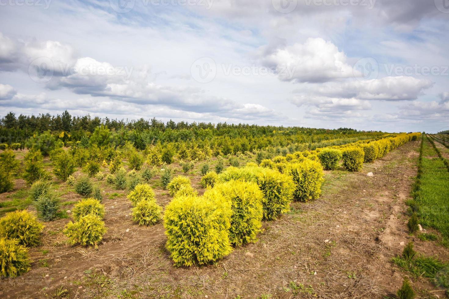 rangées de jeunes conifères en serre avec beaucoup de plantes en plantation photo