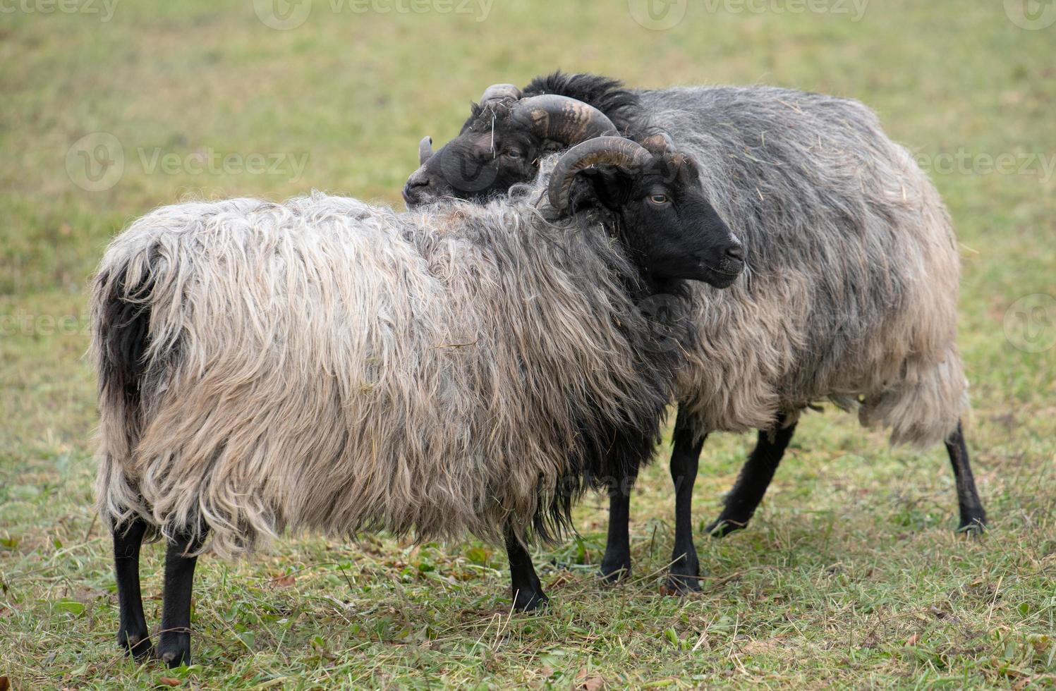 deux heidschnucken, moutons traditionnels d'allemagne, se tiennent l'un à côté de l'autre et se saluent dans le pâturage photo