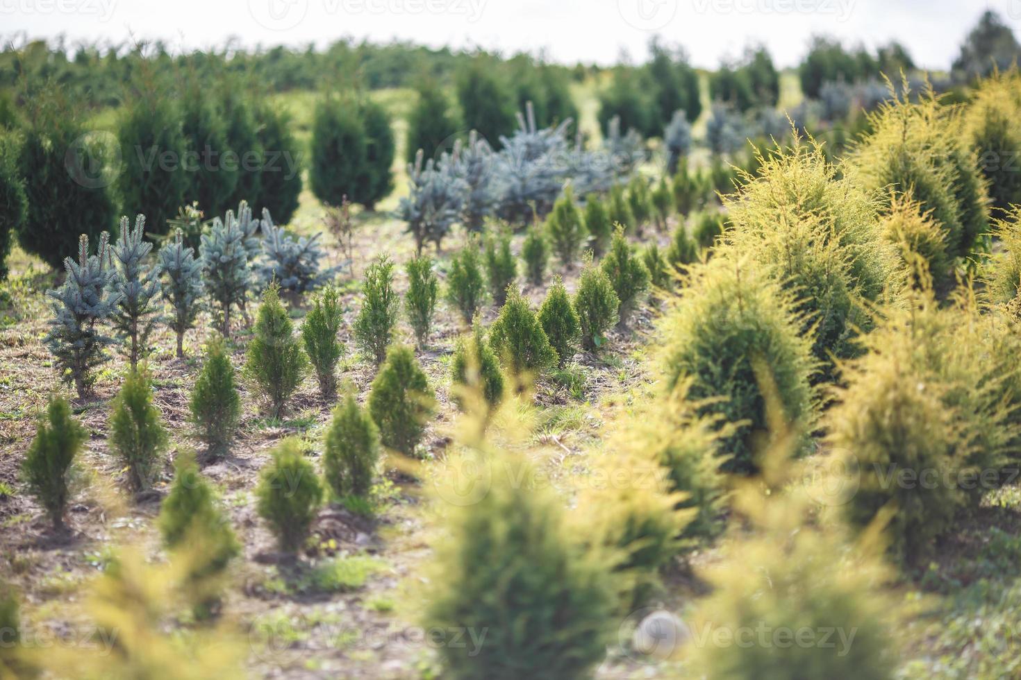 rangées de jeunes conifères en serre avec beaucoup de plantes en plantation photo