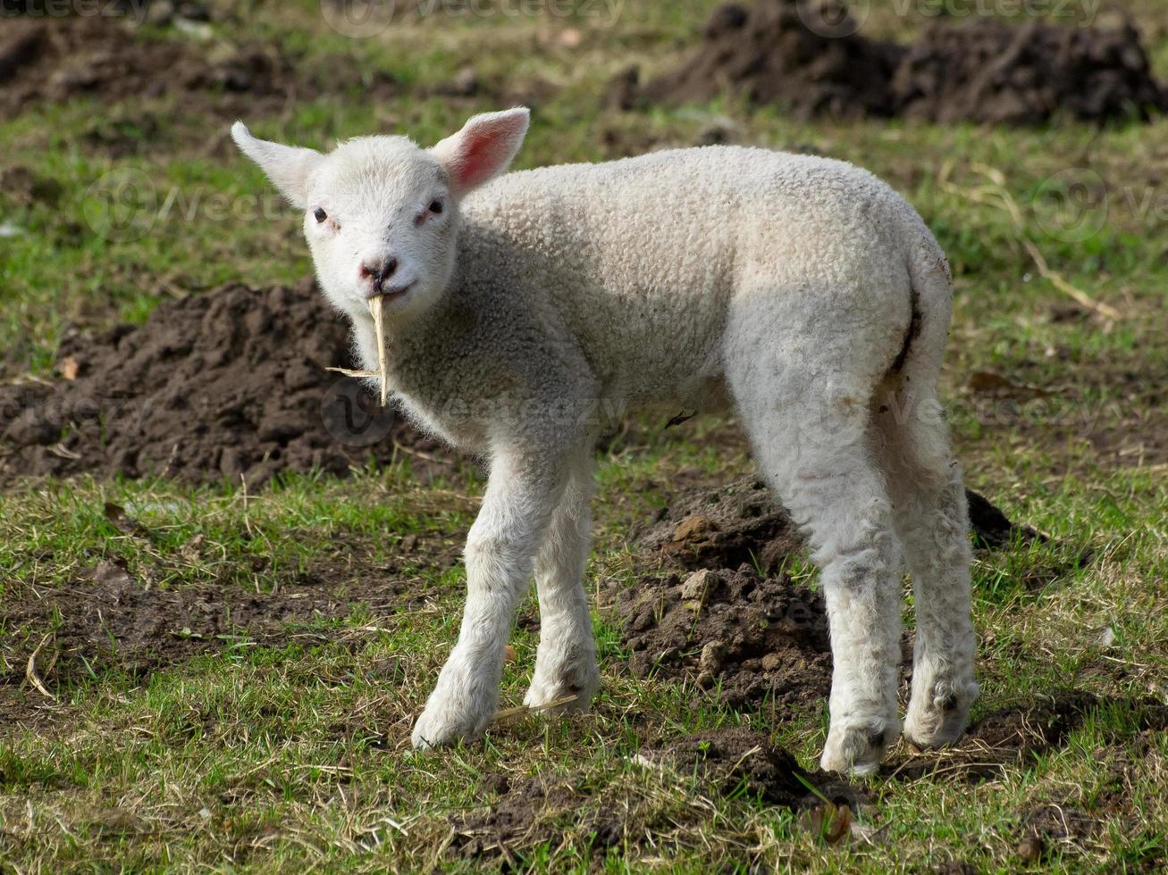 moutons dans le muensterland allemand photo