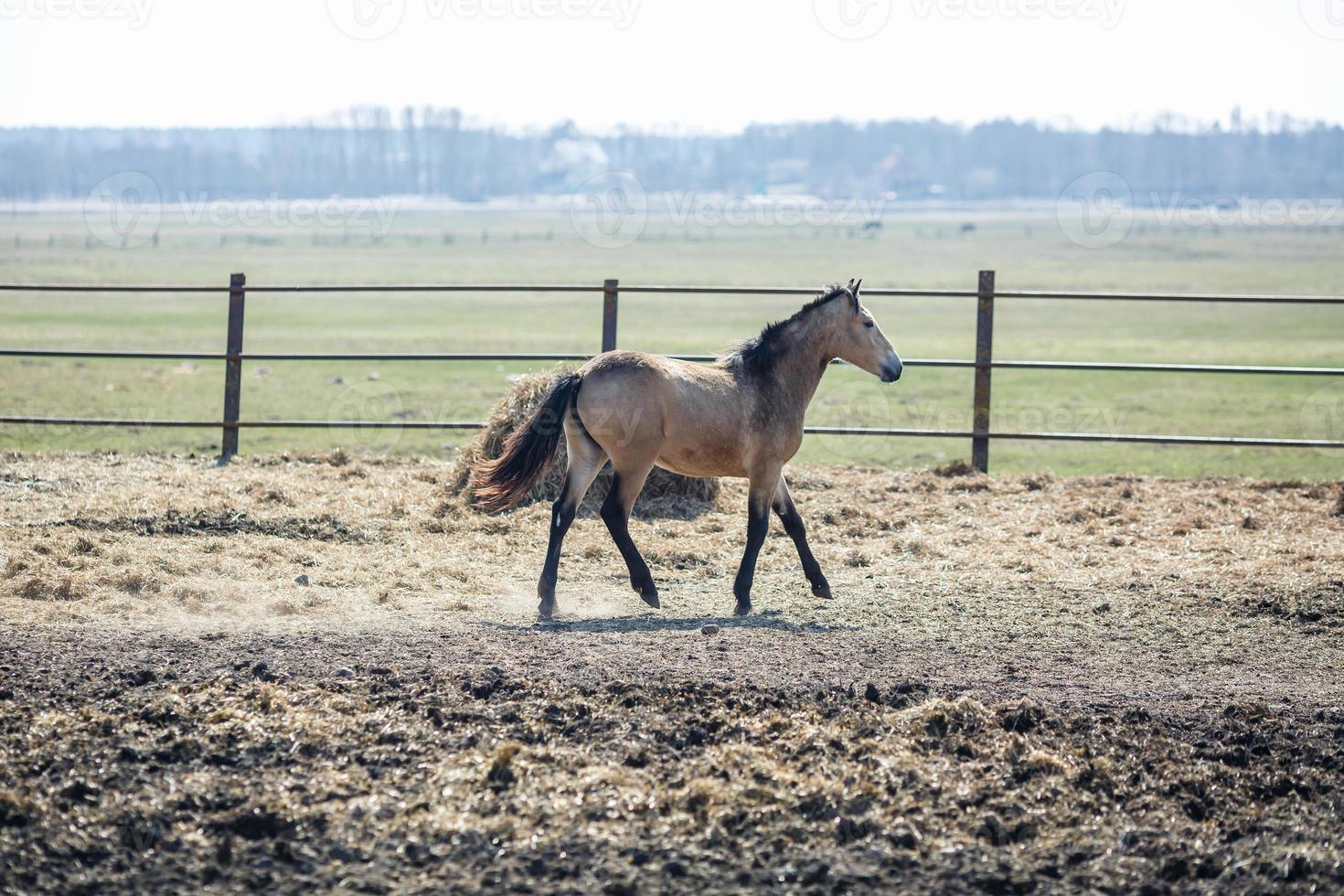 beau cheval brun avec une crinière noire marche derrière la clôture photo