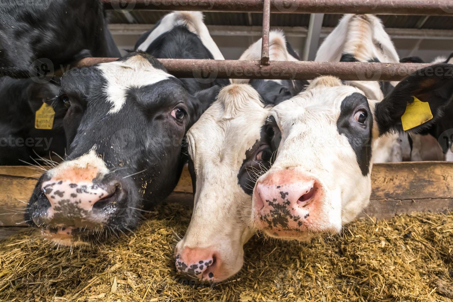 étable. ferme d'élevage de vaches. troupeau de vaches blanches noires regarde la caméra avec intérêt. élevage de vaches en élevage libre. photo