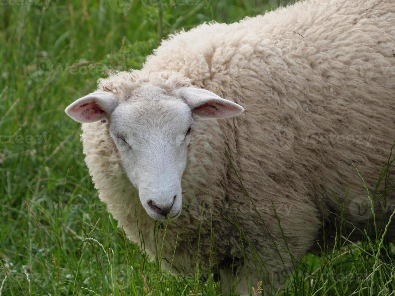 moutons dans le muensterland allemand photo