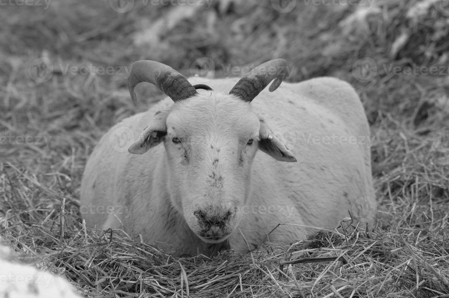 moutons à l'heure d'hiver photo