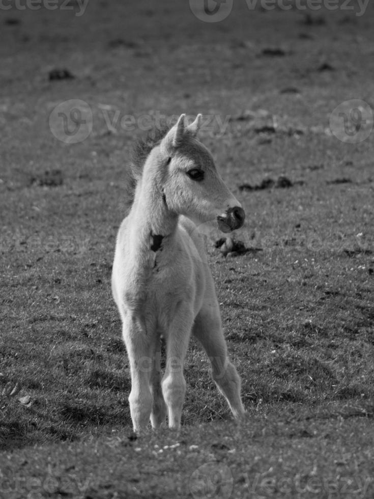 chevaux sauvages sur un pré en Allemagne photo